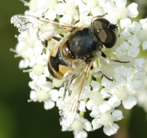 Eristalis sp? 2